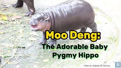Meet Moo Deng: The Adorable Baby Pygmy Hippo Taking the Internet by Storm!
