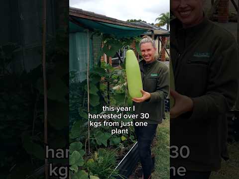 بهترین گیاه خوراکی من از نظر تولید کدو حلوایی بطری لوبیا گینه نو کدو ایتالیایی کدو هندی