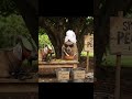 ¡La mazorca más famosa de la granja!