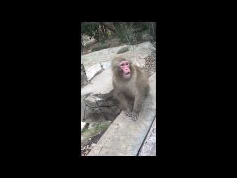 Monkey’s Adorable Reaction to Magic Trick