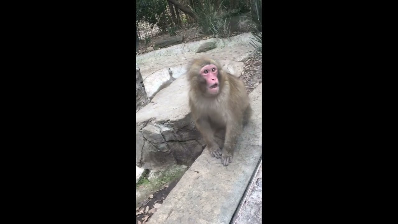 Monkey’s Adorable Reaction to Magic Trick