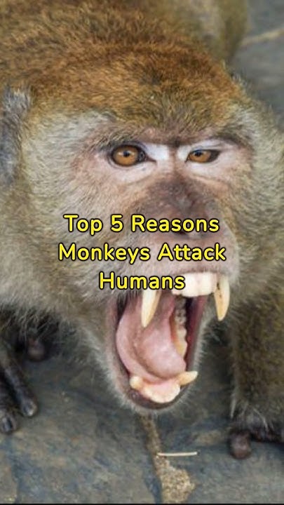 Top 5 Reasons Monkeys Attack Humans shorts monkeys YouTube top-5-reasons-monkeys-attack-humans-shorts-monkeys-youtube