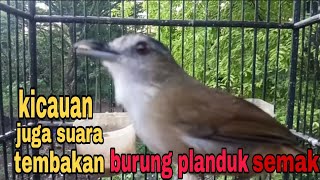 suara kicauan juga tembakan burung planduk semak gacor