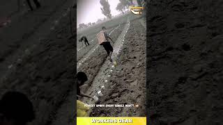 Efficient Backpack Sprayer for Fertilizing and Crop Maintenance in Large Farming Fields