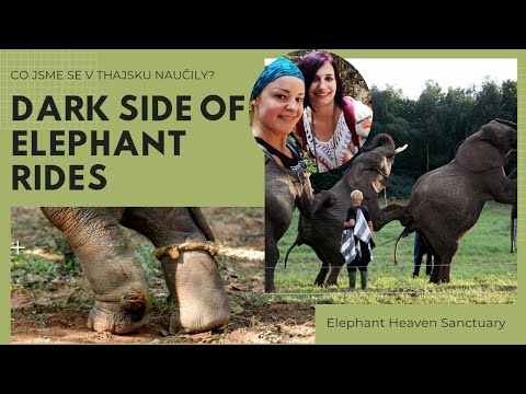 Video: V Této Svatyni Slonů V Thajsku, Klasických Pianistických Serenádách Slepých Slonů
