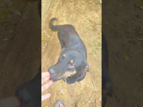 Dog Funnyanimals Reels Animals Colonelkkjϟ Funnypets Cute Animalspecies Best