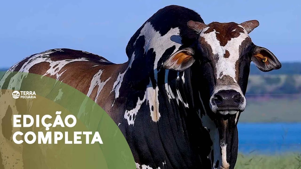 TERRA PECUÁRIA - Edição 18/06/2023
