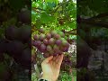 Ancient Secret to Growing Sweet &amp; Juicy Grapes 🍇 | Traditional Grape Growing Method