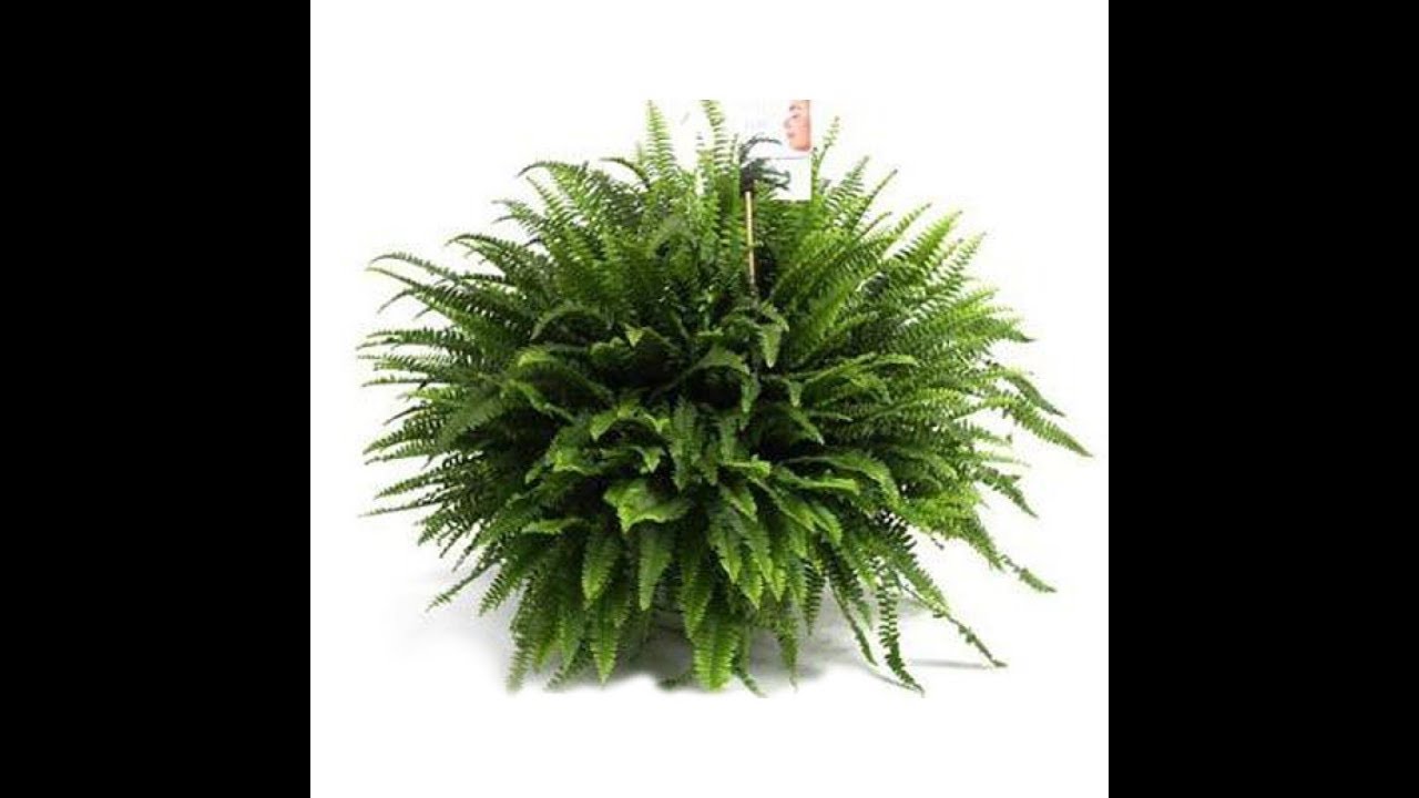 Посадка папоротника. Planting a fern. Nephrolipsis Green Lady - YouTube