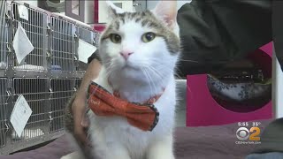 Oh My Goodness: New Jersey Teen's Little Bow Ties Helping Put Animals' Best Paw Forward For Adoption screenshot 4