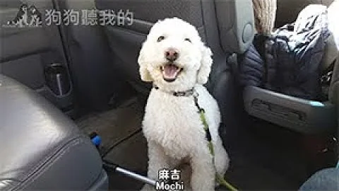 狗狗聽我的 - 如何避免培養狗狗乘車焦慮 (how to avoid creating dog car anxiety) - 天天要聞