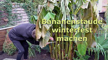 Wie schneidet man die Bananenpflanze?