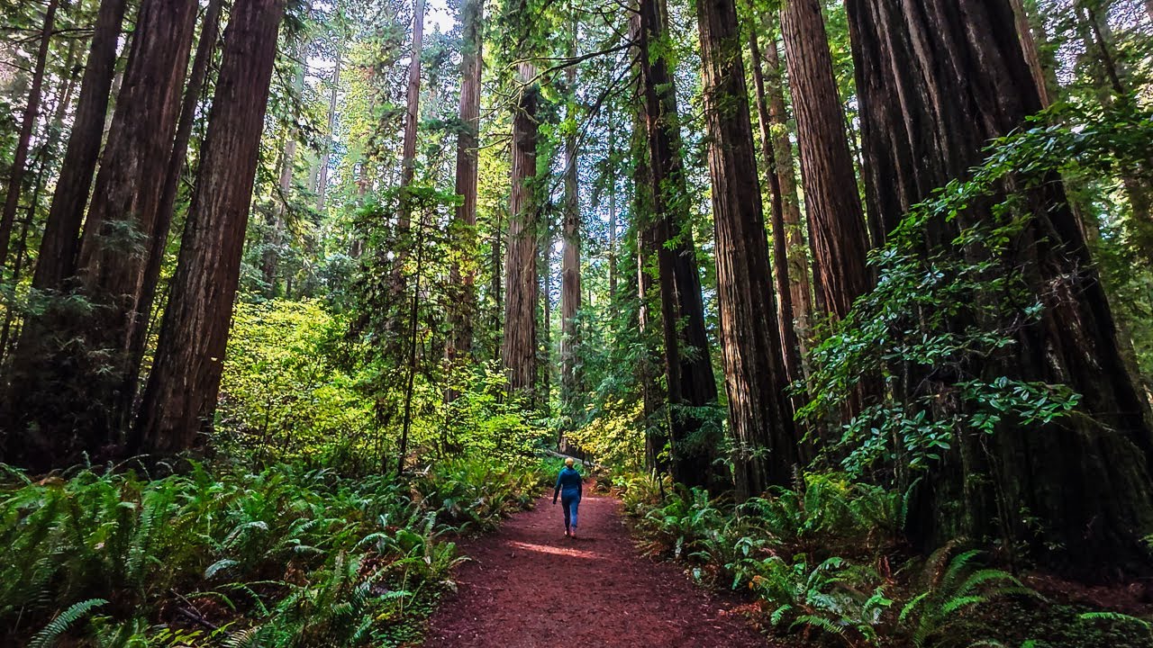 Hike through Stout Grove in the Redwood National Park in Crescent City, California!