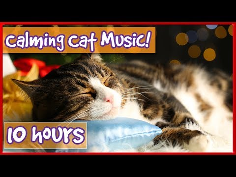 calming-music-for-cats!-soothe-your-cat-with-soft-music-and-help-them-relax!-reduce-stress-&-anxiety