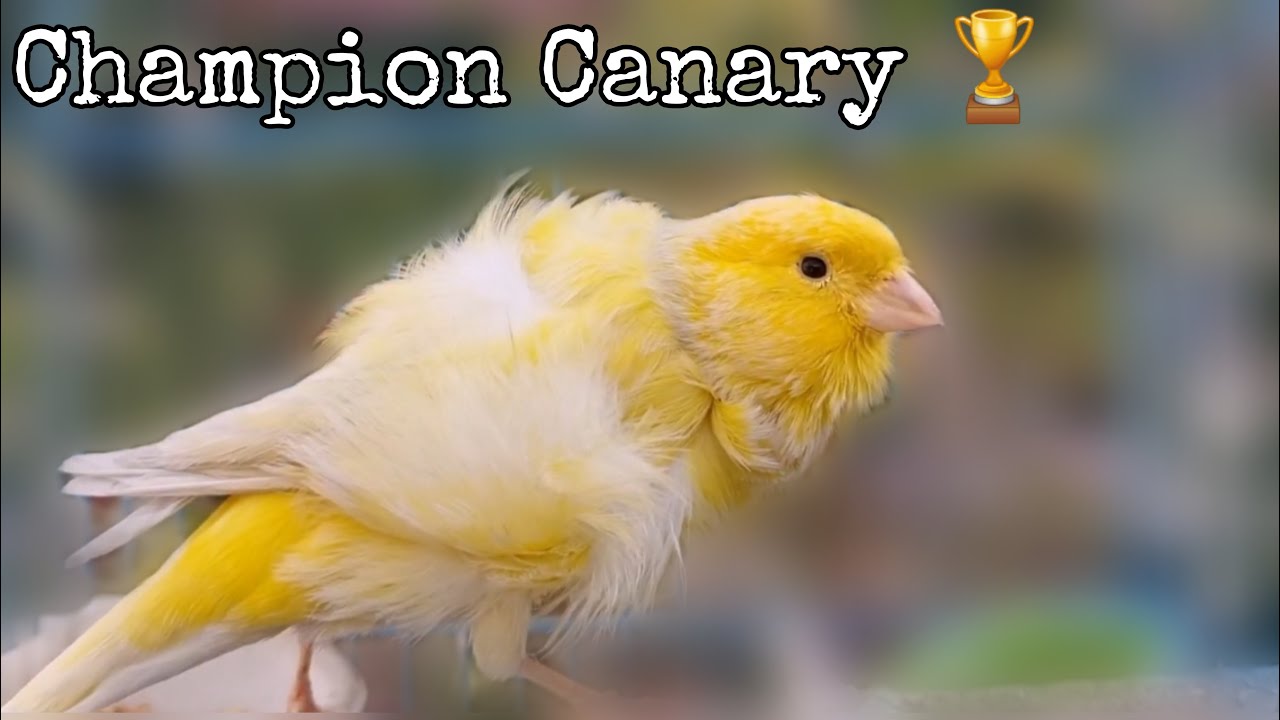 Image showcasing Champion Canary Singing Songs | Canary Singing Bird Sounds - YouTube