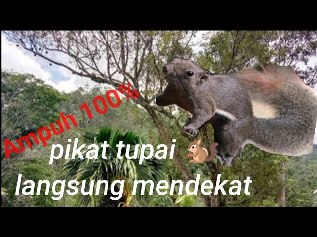 Suara pikat tupai atau bajing class=