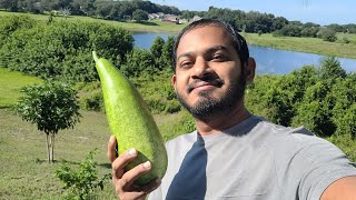 Pick 2 Squash From My Backyard This Morning (9, 25, 2021)