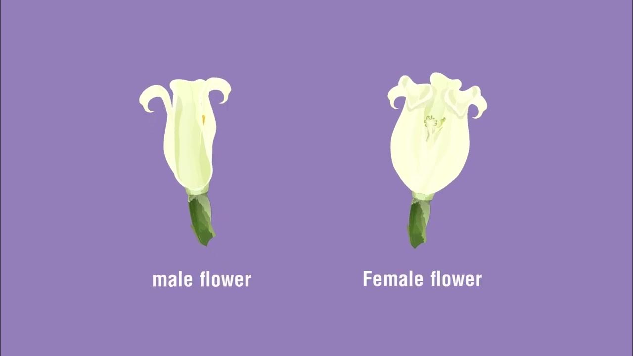 Identify the Parts of a Flower and Distinguish between Unisexual and