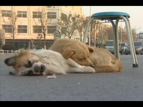 Video: Seberapa Efektif Operasi Spinal Disk pada Anjing?