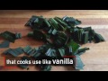 Pandan Extract: The Vanilla of Southeast Asia