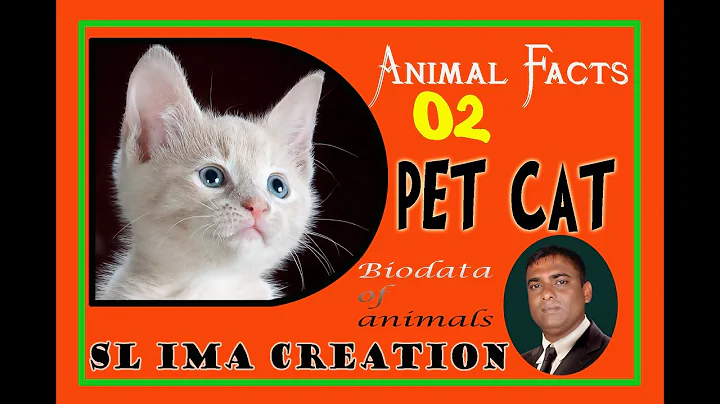 Video 11898801: american bobtail cat breed, savannah cat serval, american maine coon, savannah chausie, servals big cats, cat pets