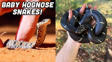 Best 2 Snake Day Ever!? Baby Hognoses, Gopher Tortoise, and More Amazing Reptiles Crossing the Road