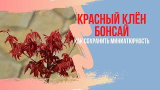 Бонсай из КРАСНОГО клёна! Как сохранять миниатюрность и компактность новых побегов и листьев