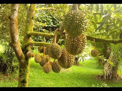 Video: Durian Is De Koning Van Fruit