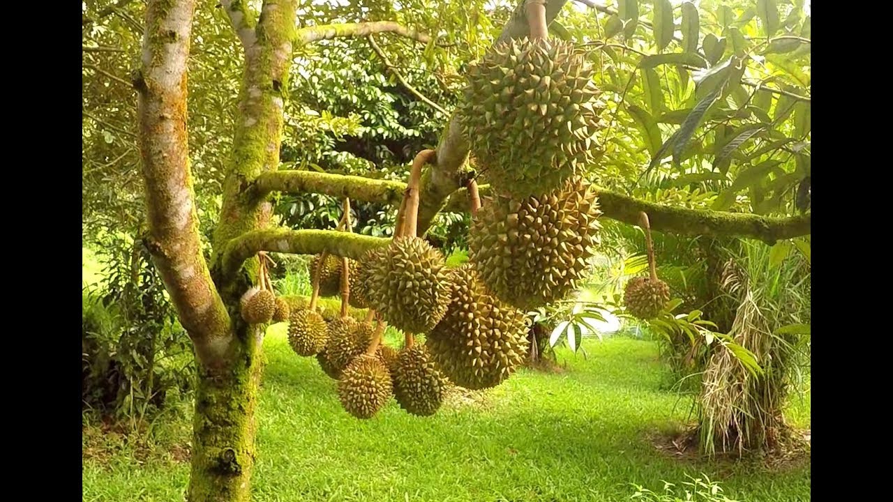 Durian The King of Fruits - YouTube