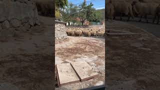 Download Lagu How many sheep do you see here? ππ MP3 Download Lagu How many sheep do you see here? ππ MP3