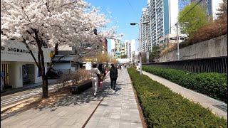 [4K] 서울 노원구 경춘선 숲길 활짝핀 벚꽃을 구경하는 사람들 그리고 공릉동 골목길 산책