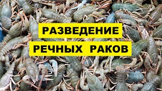 Выращивание и разведение речных раков как бизнес идея | Речной рак