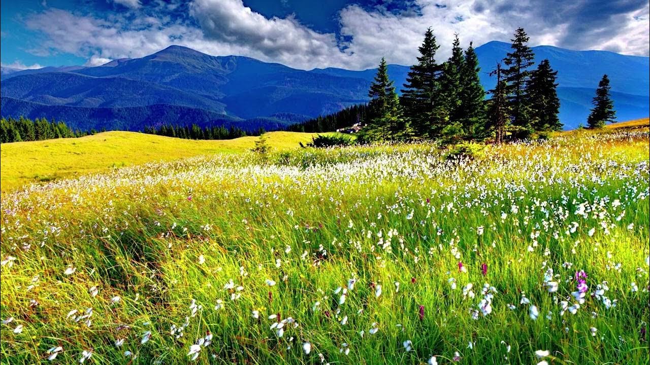 Горные луга – альпийские луга. Горные луга. Альпийские луга андорра. Green valley. Альпийские луга швейцария альпийские луга швейцария.