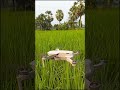 dji mini 4k drone fly #shorts #cinematic #village #dronevideo