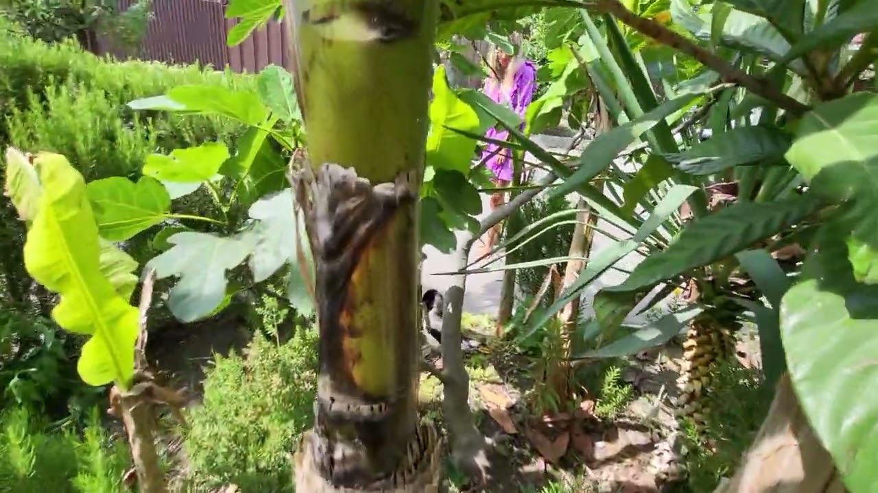 Клар у Клары , украл кораллы!!! - YouTube