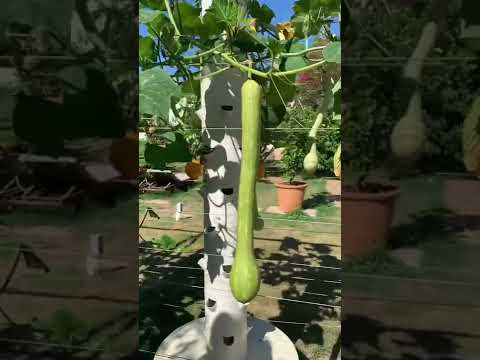 Video: Growing With Aeroponics - Lær om Aeroponic Gardening