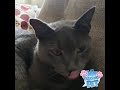 Cat puts on lipstick