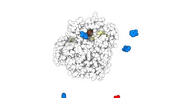 Visualization and quantification of enzyme-inhibitor binding process