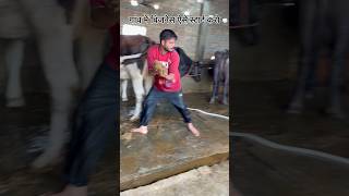 गांव में बिजनेस ऐसे स्टार्ट करो #shortvideo #cow #baffalo #farming #cowpalace #shorts #viral