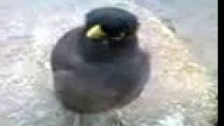 говорящая птица в Таджикистане