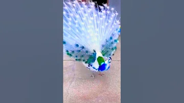 Peacock Dance 🦚 #shorts #viral #peacock #shortsvideo #peaceful #peacefulmusic #shortvideos