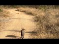 Beautiful male leopard curiously walking on the road.