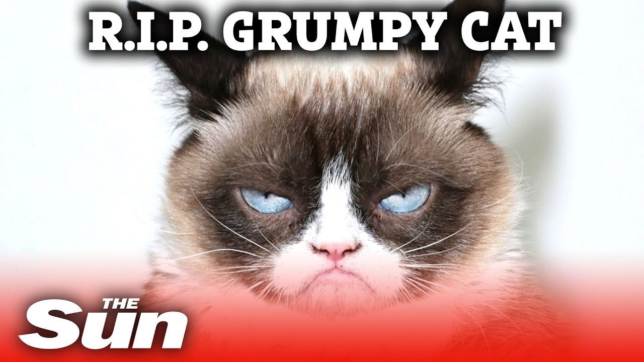 Grumpy Cat RIP: A look back at the life of famous cat - BBC Newsround