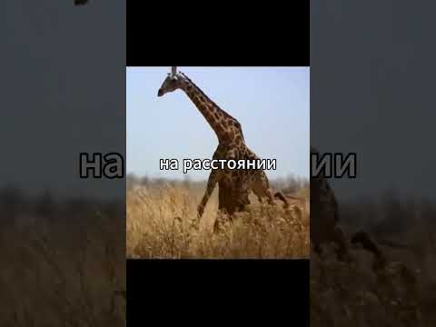 прайд ловит жирафа #звери #животные #дикаяприрода #африка #львы #прайд #жирафы #дикаяжизнь #дикая