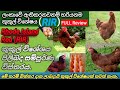 Rir     about rir chickensrir chicken breed full review