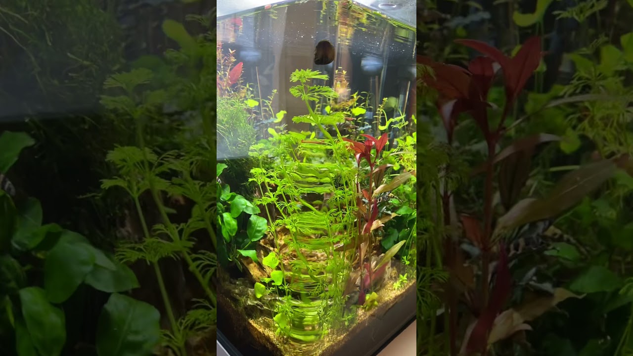 Denerle Nano Cube 60 mit Dario spec. Black Tiger