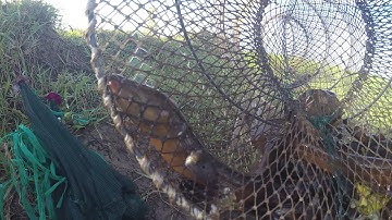 Buổi Sáng Đi Thăm Bẫy Trúng Lươn