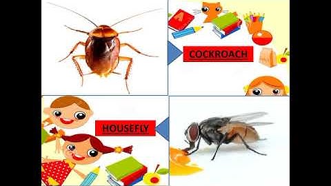 class-2 ||G.k. || pg-5 Insects ||