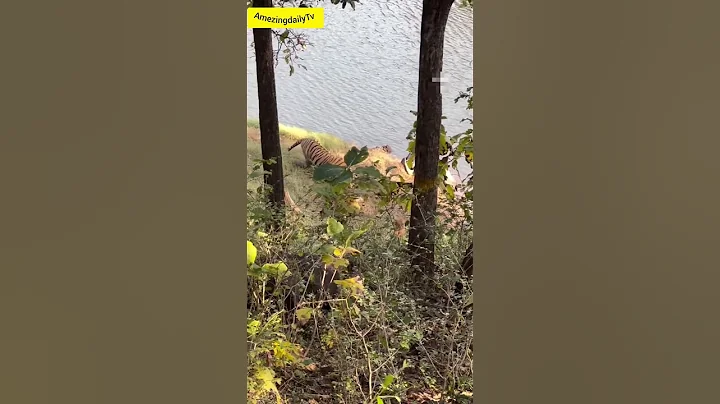 Amazing tiger hunting pig शेर का शिकार #shorts #yt #ytshorts #youtubeshorts #viralshorts