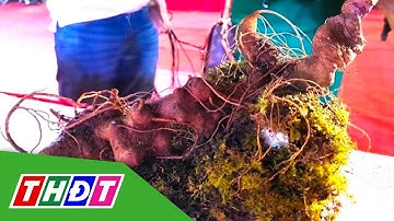 Chiêm ngưỡng củ sâm Ngọc Linh "khủng" | THDT